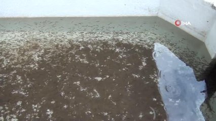 Antalya'da Alabalık üretimi için sağım işlemi başladı