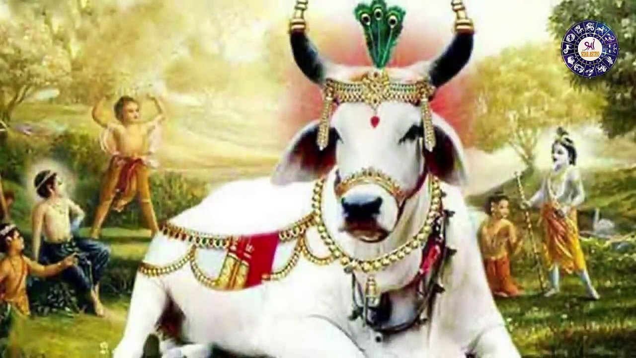 गाय दरवाजे पर आती है तो जरूर देखें ये Video, भगवान दे रहे हैं आपको ये संकेत #STARASTRO