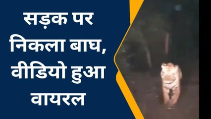 जब सड़क पर निकला जंगल का राजा तो थम गईं लोगों की सांसें, वीडियो हुआ वायरल