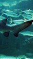 Information about sharks شارک مچھلی کے بارے میں معلومات