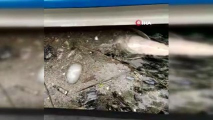 Üsküdar'da iki geminin arasına sıkışan yunus balığı telef oldu