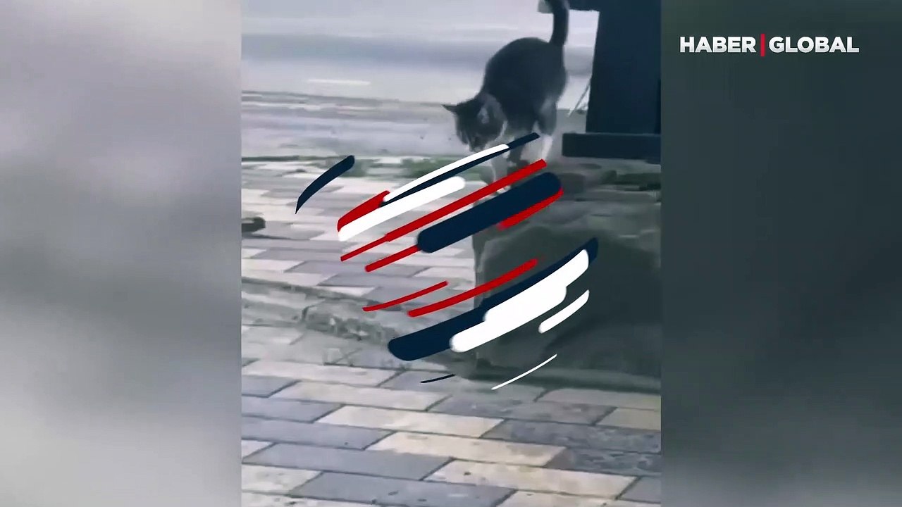 'Bağcılar'da sıradan bir kedi' notuyla paylaşıldı: Kedinin hareketi, kahkahaya boğdu