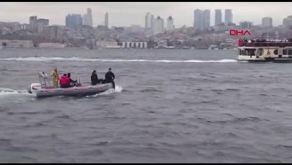 Üsküdar'da ölü yunus bulundu