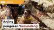 Tanah runtuh: Anjing pengesan ‘kecundang’ selepas kerja lebih masa dua hari berturut-turut