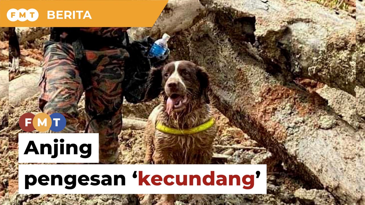 Tanah runtuh: Anjing pengesan ‘kecundang’ selep...