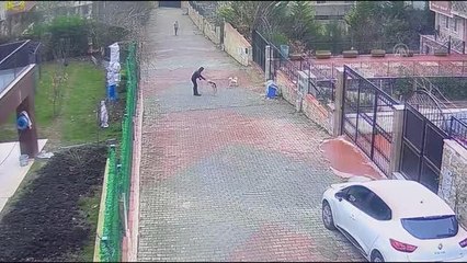 Arnavutköy'de minibüsle çarptığı köpeğin ölümüne neden olan sürücüye adli kontrol