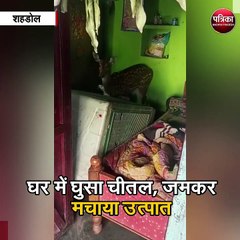 घर में घुसा चीतल, जमकर मचाया उत्पात