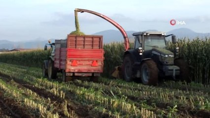 Silajlık mısır ekimine ilgi arttı
