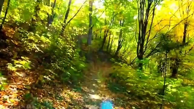 Forest 4K Nature Relax 99 Relaxing Music | Nature Sounds of Jungle , Rainforest