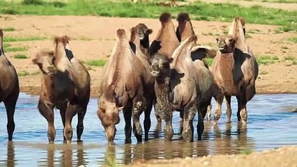 CAMEL SHIP OF DESERT