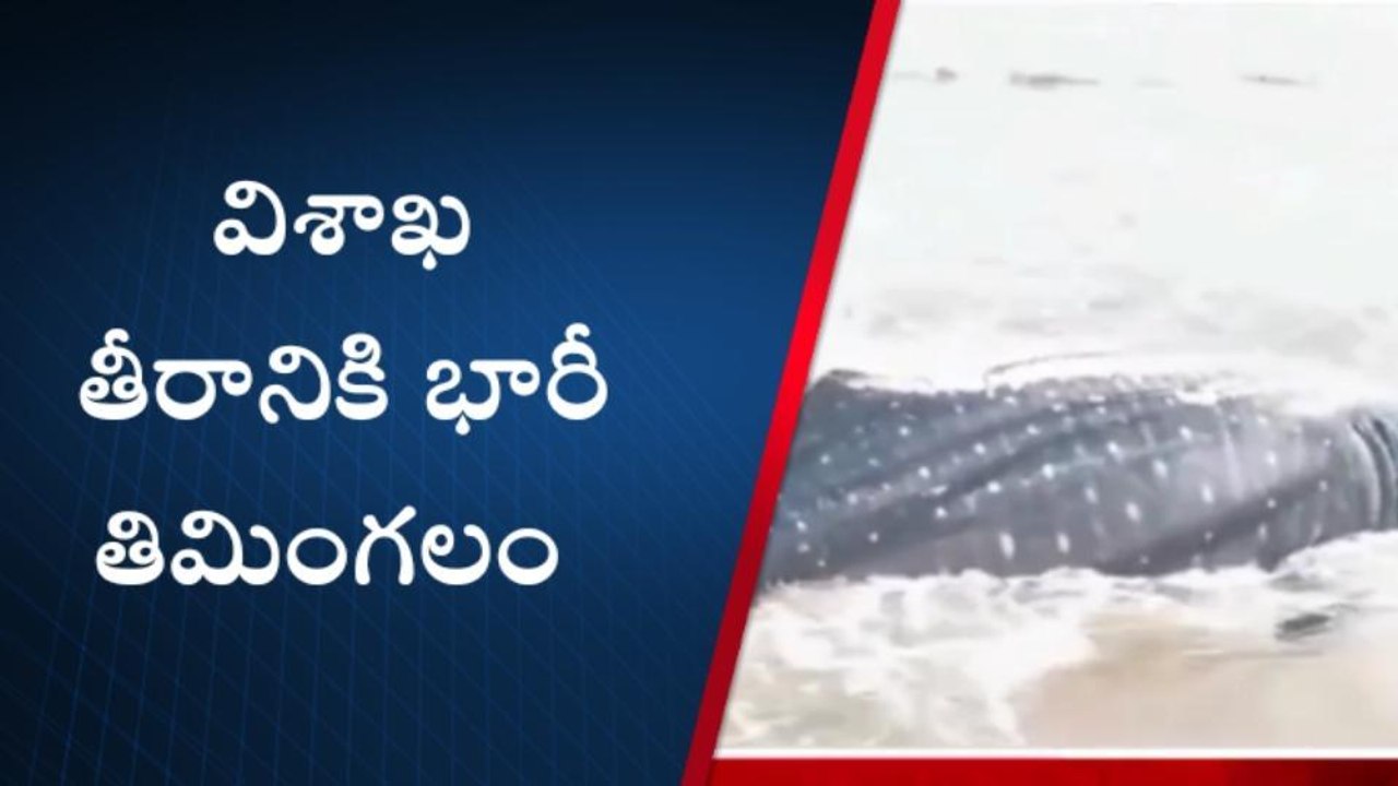 విశాఖపట్నం: తీరానికి భారీ తిమింగలం