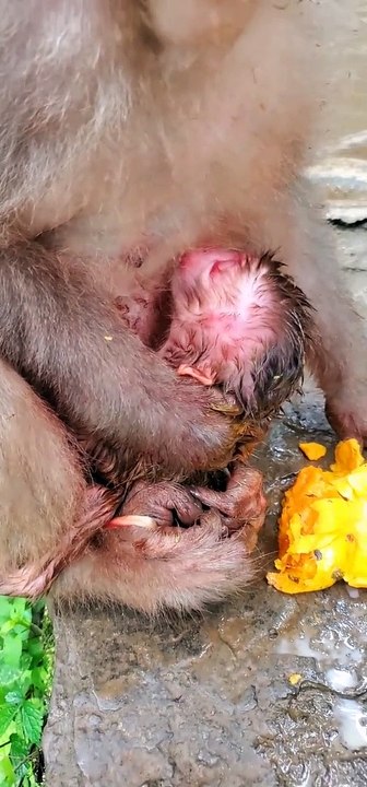 Baby monkey cute animals part 61