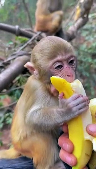 Baby monkey cute animals part 69