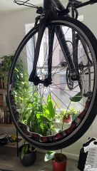 Corn Snake Wraps Itself Throughout Bike Tire