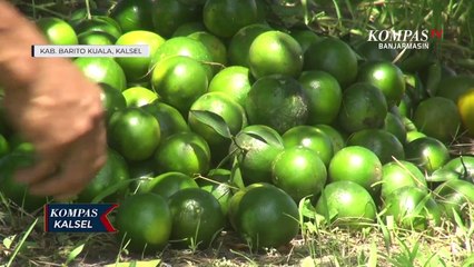 Tải video: 50% Lahan Perkebunan Mati, Hasil Panen Menurun, Petani Jeruk Batola Merugi