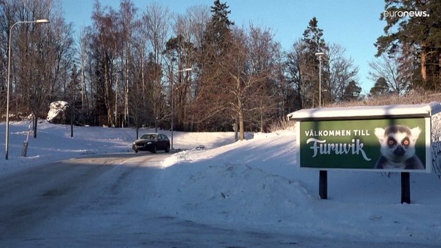 Шведы скорбят по убитым шимпанзе