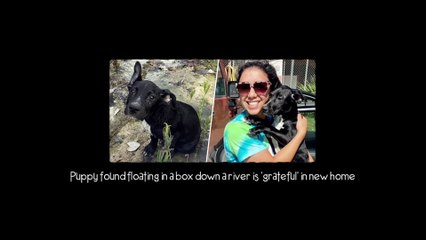 Little Anchor News (Extraordinary) Hero couple save babies from burning building