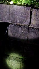 Venomous Night Adder Removed From Wall