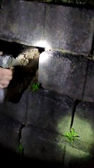 Venomous Night Adder Removed From Wall