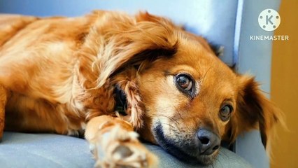 Animal Dogs pets Cuta Animal's WenderFull Beautiful Beautiful Nice video