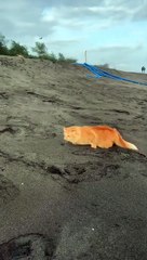 023 LUCU ABIS || Video Lucu Bikin Ngakak || Kelakuan Warga Bumi Bikin Sakit Perut||funny Comedy Videos