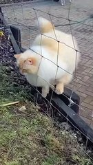 019 LUCU ABIS || Video Lucu Bikin Ngakak || Kelakuan Warga Bumi Bikin Sakit Perut||funny Comedy Videos