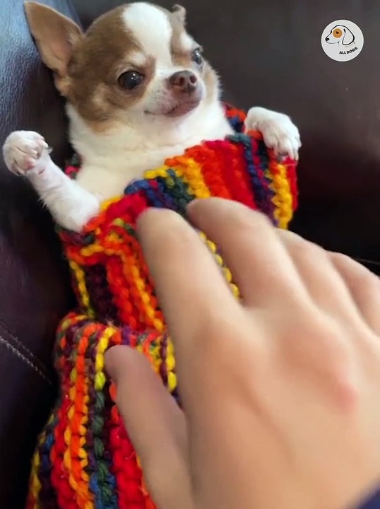 Attack Of The Funny Dogs  The Best Videos About Dogs Part -17