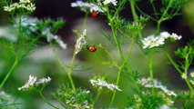 Ultimate HD 4k Lady Bug @8K VIDEOS ULTRA HD