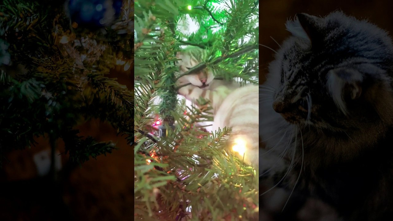 Cat VS Christmas Tree Part 2 | Funny Cat Videos Compilation