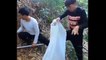 Awesome People Catching 4 King Cobras In Pit   Deadly king Cobras Hunting   king Cobras Snake mines