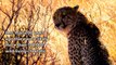 Amazing Cheetah Facts   Cheetah is the World's Fastest Land Animal   Cheetah   Animal's galaxy