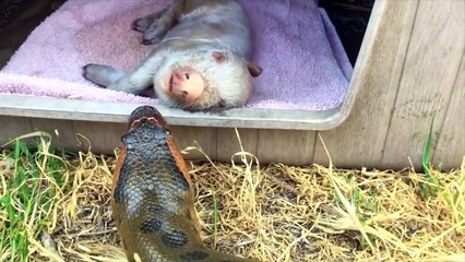Anaconda Eats Little Pig   Anaconda Enters Pig Pen   Anaconda vs Pig   Animal's Galaxy