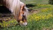 Most Beautiful Horses Video Collections In Iceland   Horses Farm In Iceland    Animal's Galaxy