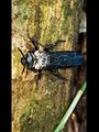 Feathers Wet Blue Fly Is Trying To Fly   Beautiful Viral Blue Fly Amazing Video   Animal's Galaxy