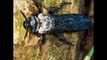 Feathers Wet Blue Fly Is Trying To Fly   Beautiful Viral Blue Fly Amazing Video   Animal's Galaxy