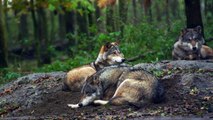 Slowmotion Wolf Video   Beautiful Wolf In The Forrest   Cute Wolf Family   Wolf   Animal's Galaxy (2)