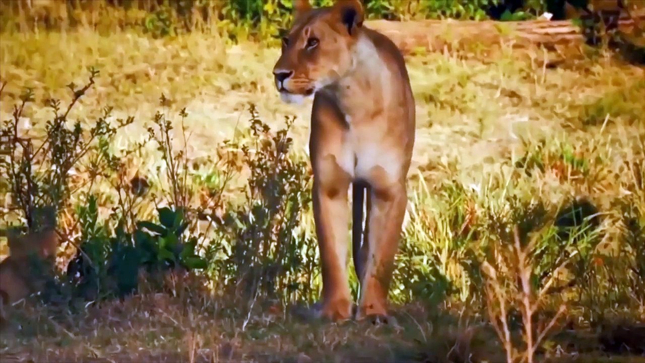 Lion VS Warthog Amazing Fight   Lion Attacks To Warthog   Lion Hunts Warthog   Animal's Galaxy (2)