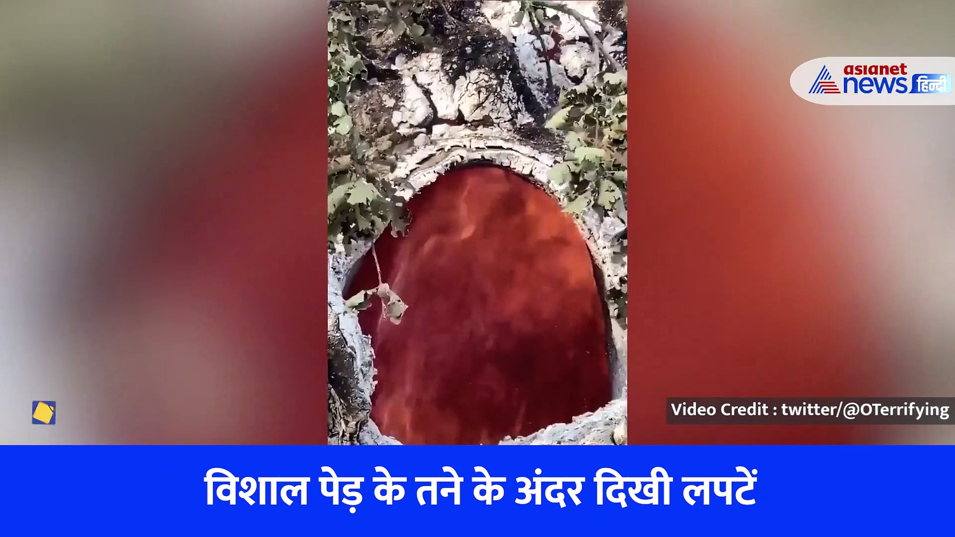 हरे-भरे पेड़ के अंदर धधकती ज्वाला ने लोगों को सोचने पर किया मजबूर, देखें वायरल वीडियो