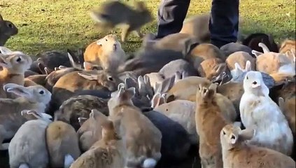 Bunny Rabbit Island Japan   Cute Baby Bunny Rabbit Videos   #shorts (2)