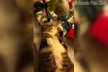 Funniest cats and dogs compilation videos for pet lovers