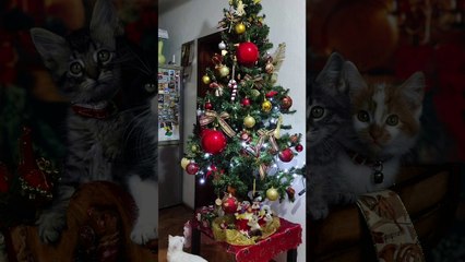 Cat VS Christmas Tree Part 5 | Funny Cat Videos Compilation