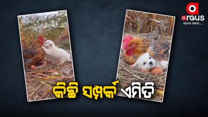 Viral Video | Hen And A Dog