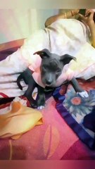 Try not to laugh...... naughty american bully__ #youtube #dog #dailymotion