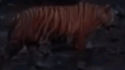 सिवनी:युवक के सामने आया अचानक बाघ, पेड़ में चढ़कर युवक ने बचाई जान,देखिए खबर