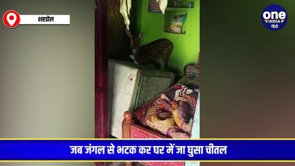 जब जंगल से भटक कर घर में जा घुसा चीतल, वन विभाग ने किया रेस्क्यू