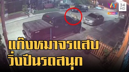 แก๊งหมาจรแสบ คึกวิ่งขึ้นรถจอดหน้าบ้านกันสนุก | ข่าวเที่ยงอมรินทร์ | 19 ธ.ค.65