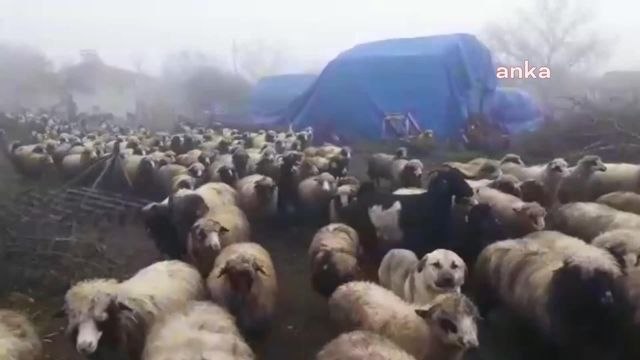 Amasya Çambükü'nde Mera Alanları İçin Direnen Köylüler: Sabah 5'te Askeri Diziyor Önümüze. Süleyman Soylu Neredesin? Mazlumun Yanındaydın Hani?