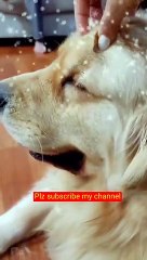 massage... vibes #youtube #dog #puppies #youtubeshorts