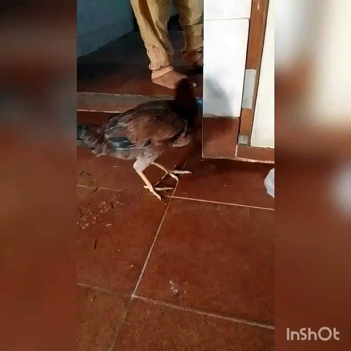 Hungry hen