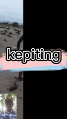 Nyari kepiting